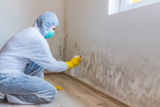 Licensed Basement Mold Remediation service in Norristown, PA - WQB Mold Removal