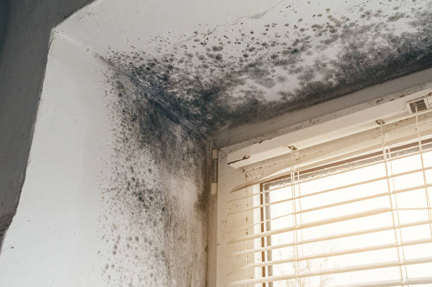 Affordable Basement Mold Remediation solutions in Norristown, PA
