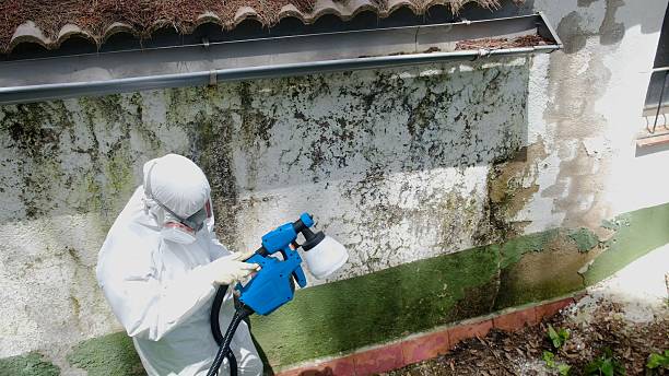 Top rated local Basement Mold Remediation specialists in Norristown, PA